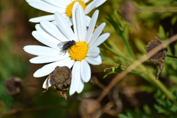 Obraz premium Close-up of Beautiful White Daisy with a Fly on it, Nature, Macro