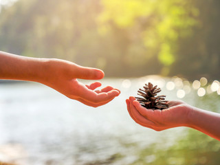 Hand of the child give the plant seed