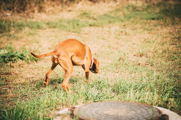 Brown, hunting dog in search of a convenient place to Deposit a pile of shit.