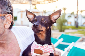 A small eared black dog on his hands, looking carefully.