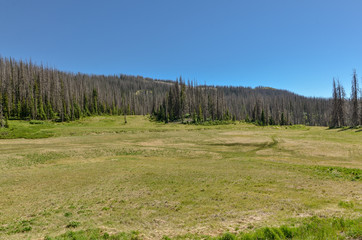 Fototapeta na wymiar meadow on the Continental Divide at Wolf Creek Pass in the San Juan Mountains of Colorado