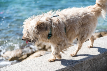 chien en bord de mer