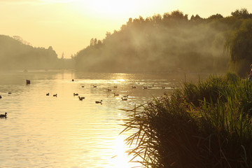 lake with ducks
