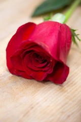 Single Long Stemmed Red Rose