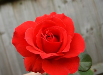 Fototapeta premium red rose