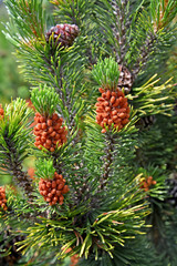 The blossoming pine ordinary (Pinus sylvestris L.)