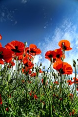 red poppy flower garden.turkey 