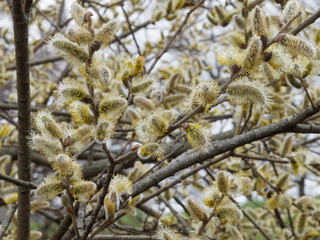 Salix caprea - Rameaux garnis de chatons aux étamines jaune printannier du saule marsault ou saule des chèvres © Marc