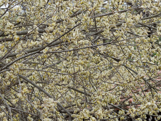 Chatons remplis d'étamines jaune au printemps du saule marsault ou saule des chèvres (salix caprea), sur des rameaux étalés et nues. 