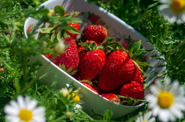 Red ripe strawberries in a plate of grass and chamomile, lighted with sun rays