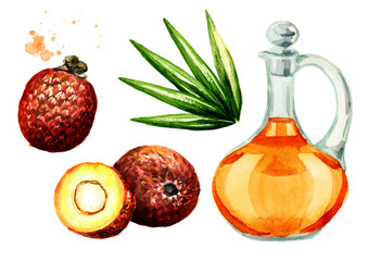 Exotic Buriti fruit oil set, Watercolor hand drawn illustration, isolated on white background