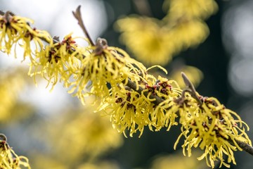 ozdobny krzew oczar wirginijski © Henryk Niestrój