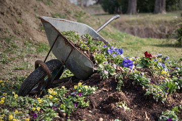 Discarded wheelbarrow used as a flowerpot