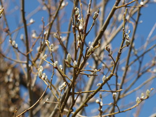 Bourgeons gris au printemps du saule marsault ou saule des chèvres (salix caprea), sur des rameaux étalés et nues. 