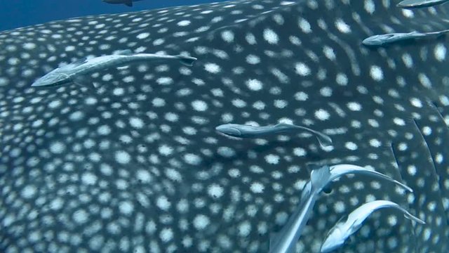Majestic whale shark swims slowly by camera; close up on remora fish and texture of whale shark.