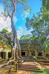 Ruins of Ta Prohm temple