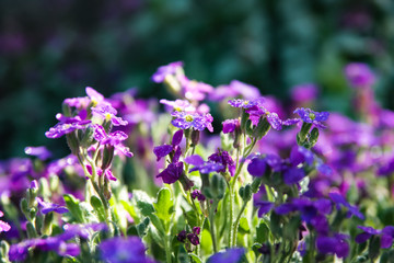 purple flowers in the garden