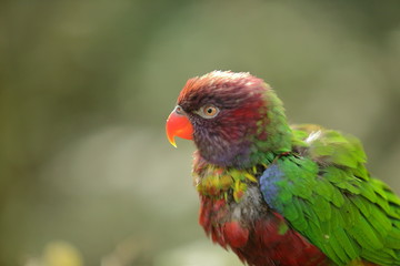 loro multicolor