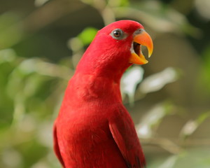 loro rojo rie