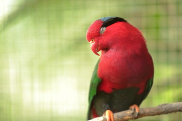 loro rojo coqueta