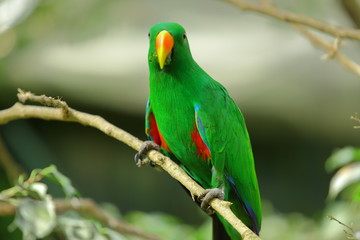 loro verde
