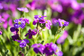 purple flowers in the garden