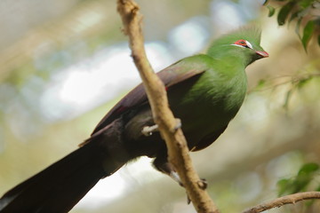 pájaro bello © arturofs