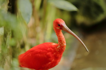 ibis