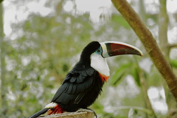 Tucan
