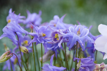 blue flowers in the garden
