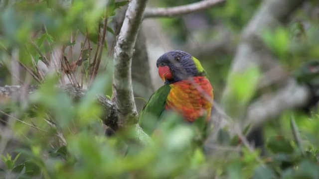 Pull-focus reveal of solitary Rainbow Lorikeet bird sitting in tree, tilting its head