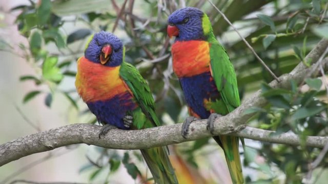 A pair of Rainbow Lorikeet birds side by side on branch, yawning and going to sleep
