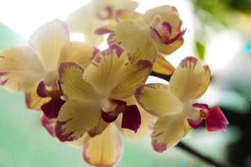 Obraz na płótnie Canvas yellow orchid 