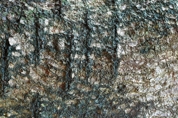 Pepagan is also called bark, which is the outermost layer of stems