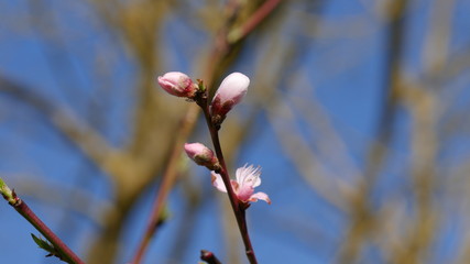 Cherry blossoms at spring