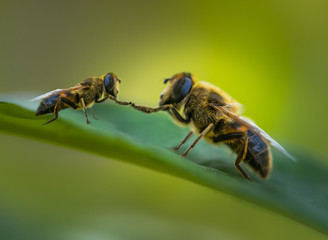 Bienen 