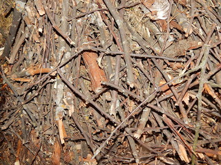 abstract texture of the branch