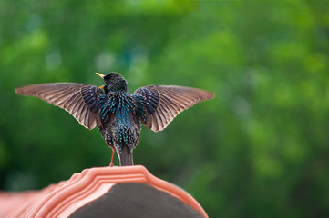 blackbird on the roof singing, with green background
