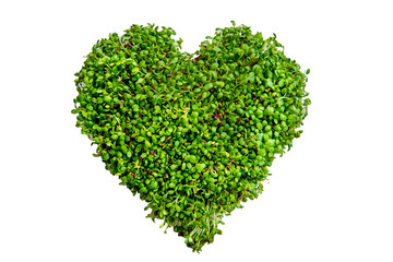 Micro greens arranged in a heart shape on a white background. Clover seedling, microgreen. Nature...