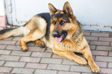 german shepherd dog lying down outdoors