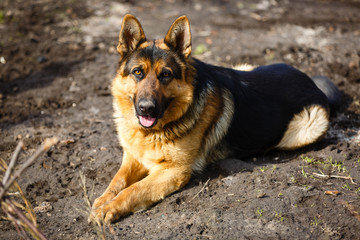 German Shepherd dog on the forest