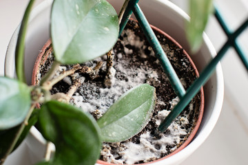 Mould growing on a soil in the flower pot with the house plant. Young hoya plant in humid.