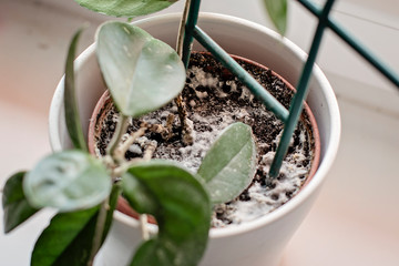 Mould growing on a soil in the flower pot with the house plant. Young hoya plant in humid.
