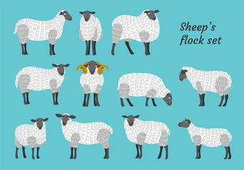 Sheep vector set flock group with cute funny cartoon characters. Lamb poddy ewe jumbuck mutton childish infantile. Comic comical decoration textile fabric cloth. 