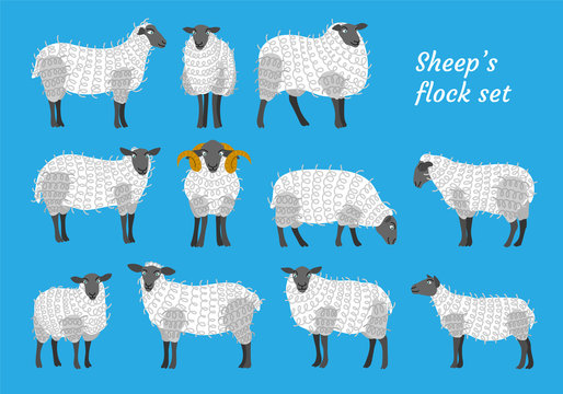 Sheep vector set flock group with cute funny cartoon characters. Lamb poddy ewe jumbuck mutton childish infantile. Comic comical decoration textile fabric cloth. 