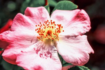 rose hip flower close-up. floral background.