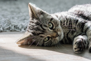 Katze - Britischkurzhaar