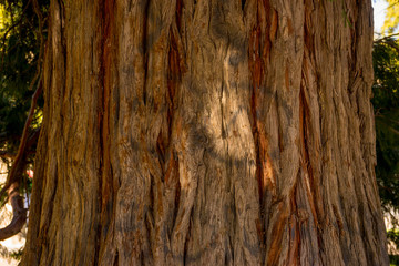 Italy, Menaggio, Lake Como, a tree in a forest