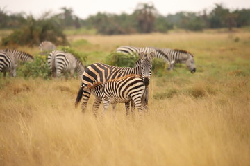 Obraz na płótnie Canvas Zebra with foal