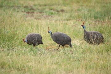 Helmeted guineafowls in Amboseli National Park in Kenya